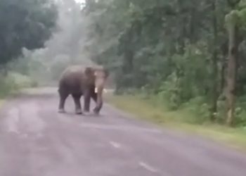 Two tuskers go on rampage in Bonai area, locals concerned 
