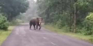 Two tuskers go on rampage in Bonai area, locals concerned
