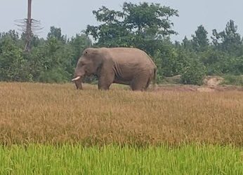Wild elephant wreaks mayhem in Jajpur district