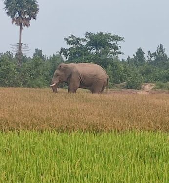 Wild elephant wreaks mayhem in Jajpur district