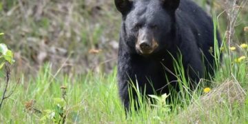Bear