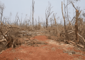 File photo of the Fani-hit Balukhand sanctuary