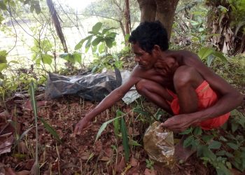 Ginger farming