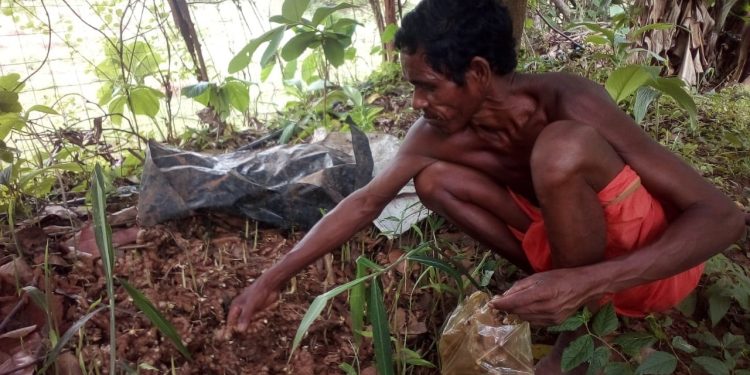 Ginger farming