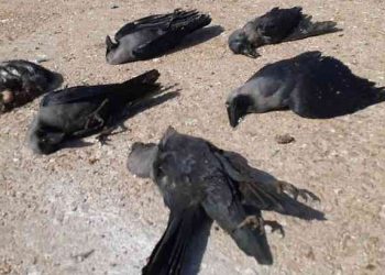 Bird flu scare: Carcasses of crows found again in Khordha village