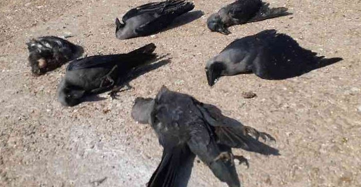 Bird flu scare: Carcasses of crows found again in Khordha village