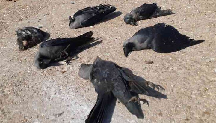 Bird flu scare: Carcasses of crows found again in Khordha village