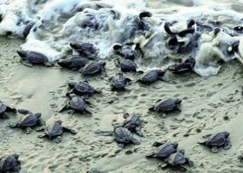 Fishing ban on Olive Ridley turtle sea corridor