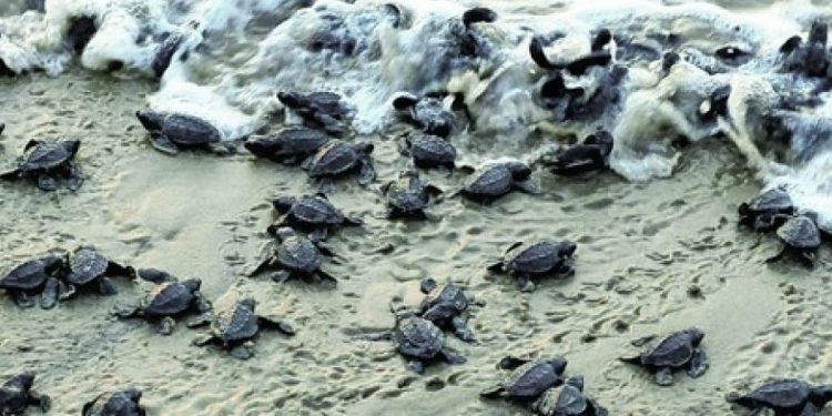 Fishing ban on Olive Ridley turtle sea corridor