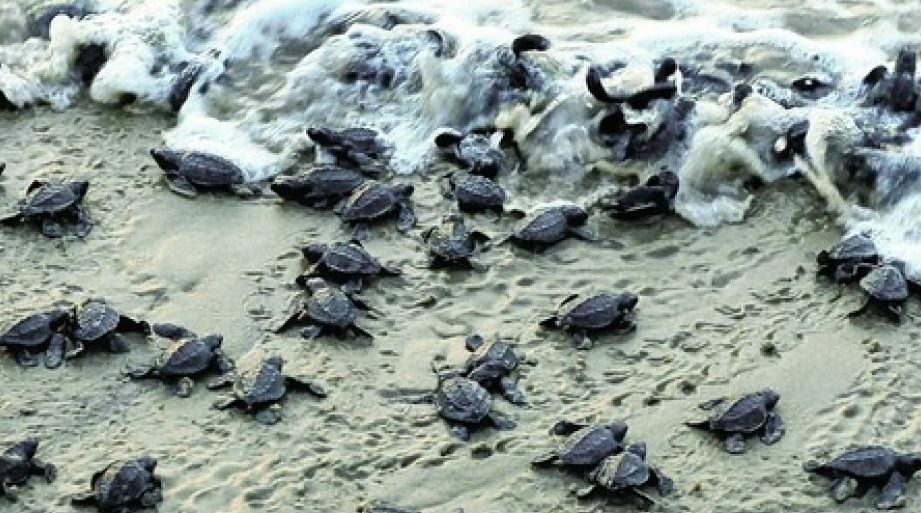 Fishing ban on Olive Ridley turtle sea corridor