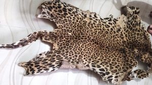 Leopard skin