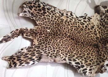 Leopard skin