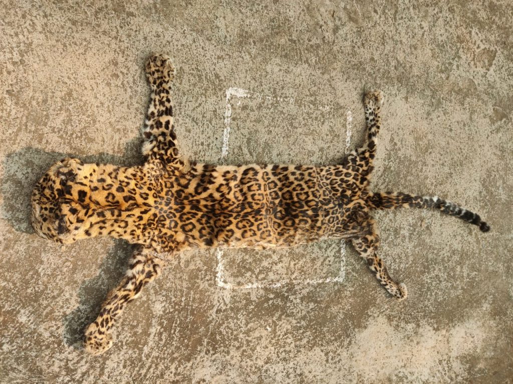 Leopard skin seized, 2 held in Mayurbhanj district  
