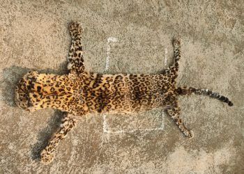 Leopard skin seized, 2 held in Mayurbhanj district  