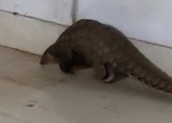 Pangolin