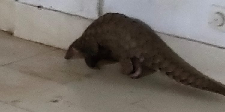 Pangolin