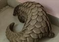 Pangolin