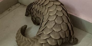 Pangolin