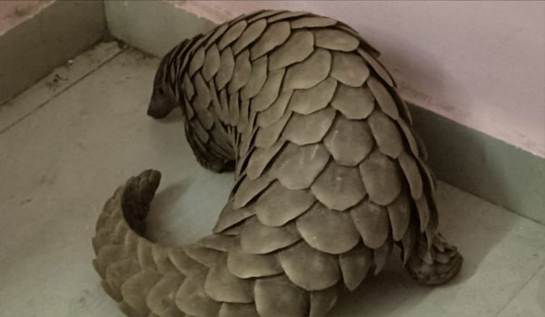 Pangolin, Odisha STF