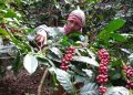 Coffee farming