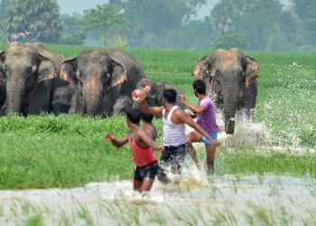 Elephant attack