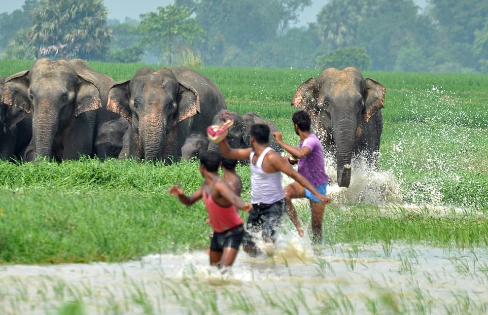 Elephant attack