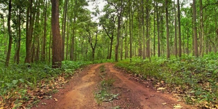 Forest trees