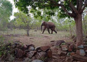 Odisha: Elephant tramples two women to death in Angul district