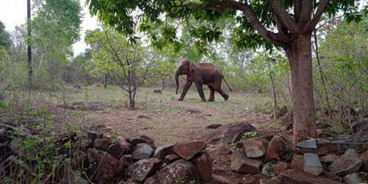 Odisha: Elephant tramples two women to death in Angul district