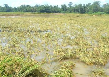 report crop damage due to unseasonal rains