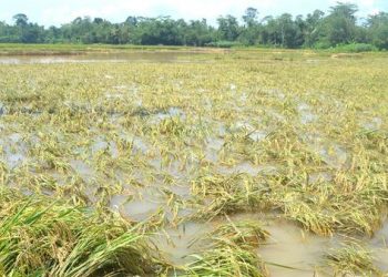 Wheat crop loss likely to be 1-2 MT due to untimely rains, overall output to reach record level: Govt