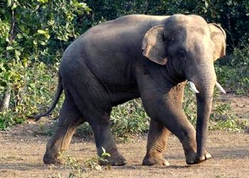 Elephant Odisha