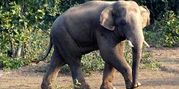 Elephant Odisha