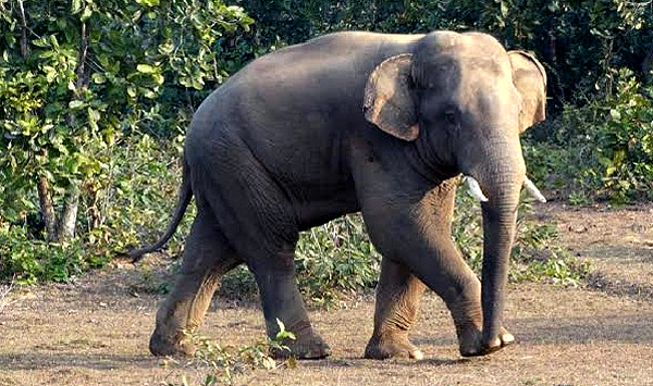 Elephant Odisha