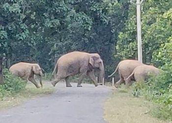 Elephants