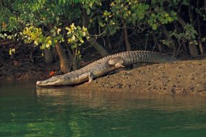 Crocodile