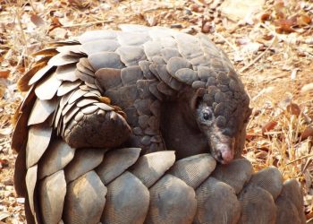 Pangolin