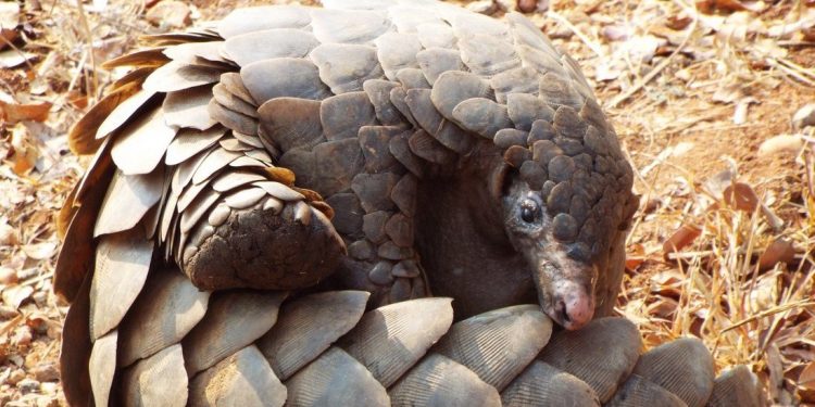 Pangolin