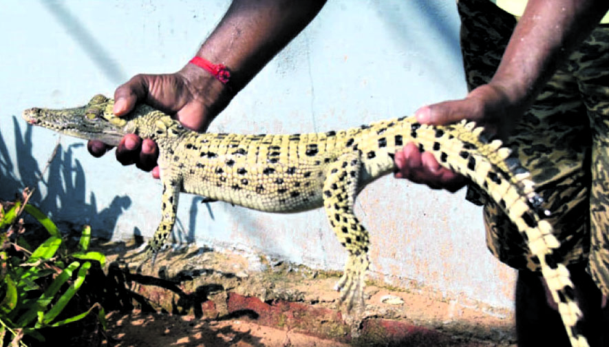 Rare albino crocodile sighted in Odisha's Bhitarkanika