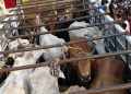 Cattle