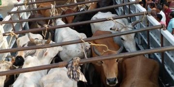 Cattle