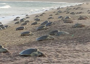 1.8 lakh Olive Ridley Turtles lay eggs on first day of mass nesting