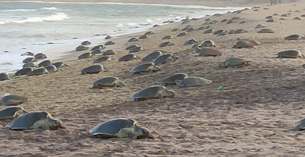 1.8 lakh Olive Ridley Turtles lay eggs on first day of mass nesting