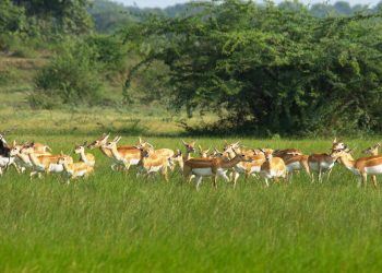 Blackbuck protection Ganjam villagers lead by example