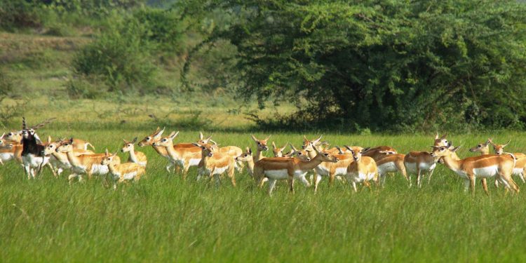 Blackbuck protection Ganjam villagers lead by example