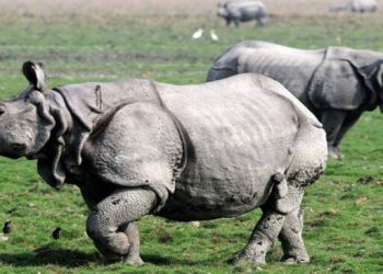 Rhinos