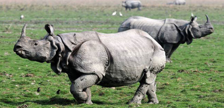 Rhinos