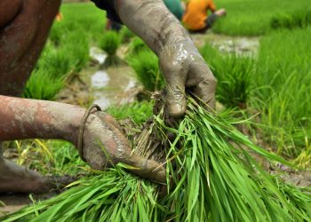 Paddy cultivation