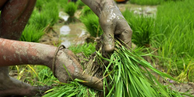 Paddy cultivation