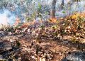 Odisha forest fire